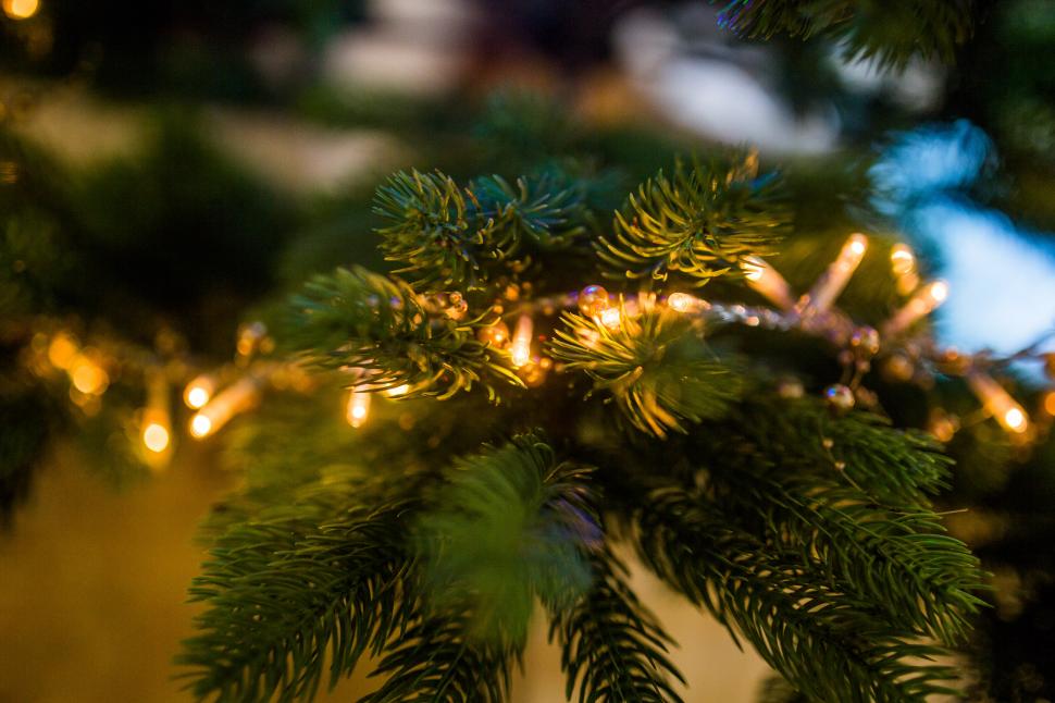Closeup of a Christmas Tree and Light